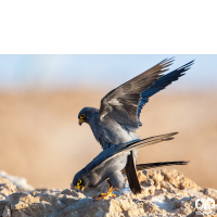 گونه شاهین دودی Sooty Falcon